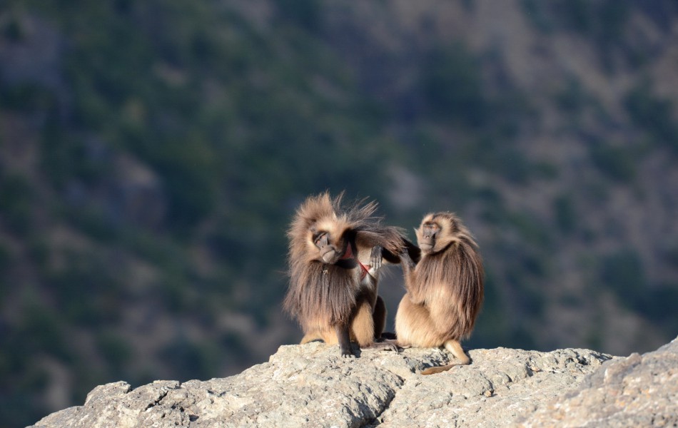 Copie - ETHIOPIE 1_20130125_145842